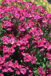 Nesia Magenta Nemesia (Nemesia 'Nesia Magenta') at Lakeshore Garden Centres