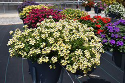 Nesia Sunshine Nemesia (Nemesia 'Nesia Sunshine') at Lakeshore Garden Centres