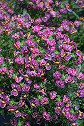 Nesia Tutti Frutti Nemesia (Nemesia 'Nesia Tutti Frutti') at Lakeshore Garden Centres