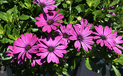Ostica Mega Pink Osteospermum (Osteospermum 'Ostica Mega Pink') at Lakeshore Garden Centres