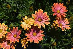 Osticade Daybreak African Daisy (Osteospermum 'Osticade Daybreak') at Lakeshore Garden Centres
