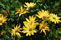 Osticade Yellow African Daisy (Osteospermum 'Osticade Yellow') at Lakeshore Garden Centres