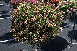 Amore Heart And Soul Petunia (Petunia 'Amore Heart And Soul') at Lakeshore Garden Centres