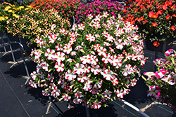 Amore King of Hearts Petunia (Petunia 'Amore King of Hearts') at Lakeshore Garden Centres