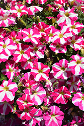 Amore Pink Heart Petunia (Petunia 'Amore Pink Heart') at Lakeshore Garden Centres