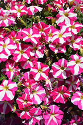 Amore Pink Heart Petunia (Petunia 'Amore Pink Heart') at A Very Successful Garden Center