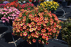 Amore Queen of Hearts Petunia (Petunia 'Amore Queen of Hearts') at Lakeshore Garden Centres