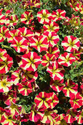 Amore Queen of Hearts Petunia (Petunia 'Amore Queen of Hearts') at Lakeshore Garden Centres
