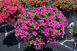 Cascadias Rim Cherry Petunia (Petunia 'Cascadias Rim Cherry') at Lakeshore Garden Centres