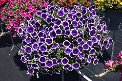 Cascadias Rim Violet Petunia (Petunia 'Cascadias Rim Violet') at Lakeshore Garden Centres