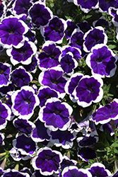 Cascadias Rim Violet Petunia (Petunia 'Cascadias Rim Violet') at Lakeshore Garden Centres