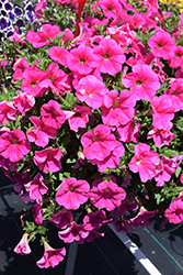 Cascadias Vibrant Pink Petunia (Petunia 'Cascadias Vibrant Pink') at Lakeshore Garden Centres