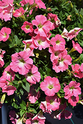 Capella Baby Pink Petunia (Petunia 'Capella Baby Pink') at Lakeshore Garden Centres