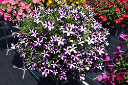 Amore Purple Heart Petunia (Petunia 'Amore Purple Heart') at Lakeshore Garden Centres
