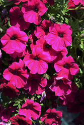 Capella Burgundy Petunia (Petunia 'Capella Burgundy') at Lakeshore Garden Centres