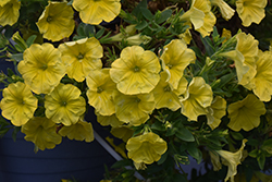 Capella Hello Yellow Petunia (Petunia 'Capella Hello Yellow') at Lakeshore Garden Centres