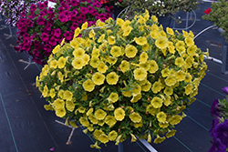 Capella Hello Yellow Petunia (Petunia 'Capella Hello Yellow') at Lakeshore Garden Centres