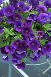 Capella Indigo Petunia (Petunia 'Capella Indigo') at Lakeshore Garden Centres