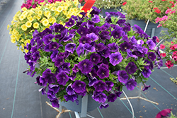 Capella Indigo Petunia (Petunia 'Capella Indigo') at Lakeshore Garden Centres