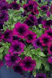 Capella Mulberry Petunia (Petunia 'Capella Mulberry') at Lakeshore Garden Centres