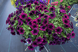 Capella Mulberry Petunia (Petunia 'Capella Mulberry') at Lakeshore Garden Centres