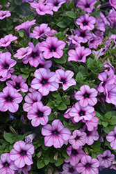 Capella Pink Lace Petunia (Petunia 'Capella Pink Lace') at Lakeshore Garden Centres