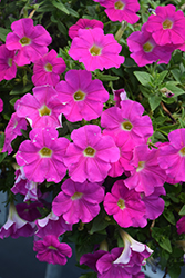 Capella Rose Petunia (Petunia 'Capella Rose') at Lakeshore Garden Centres