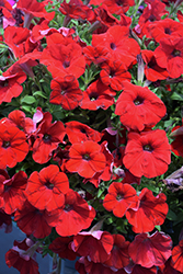 Capella Ruby Red Petunia (Petunia 'Capella Ruby Red') at Lakeshore Garden Centres