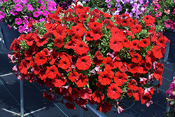 Capella Ruby Red Petunia (Petunia 'Capella Ruby Red') at Lakeshore Garden Centres