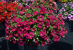 Capella Sangria Petunia (Petunia 'Capella Sangria') at Lakeshore Garden Centres