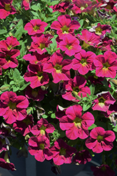 Capella Sangria Petunia (Petunia 'Capella Sangria') at Lakeshore Garden Centres