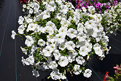 Capella White Petunia (Petunia 'Capella White') at Lakeshore Garden Centres