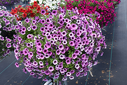 Littletunia Pink Splash Petunia (Petunia 'Littletunia Pink Splash') at Lakeshore Garden Centres