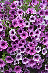 Littletunia Pink Splash Petunia (Petunia 'Littletunia Pink Splash') at Lakeshore Garden Centres