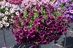 Splash Dance Magenta Mambo Petunia (Petunia 'Splash Dance Magenta Mambo') at Lakeshore Garden Centres