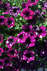 Splash Dance Magenta Mambo Petunia (Petunia 'Splash Dance Magenta Mambo') at Lakeshore Garden Centres
