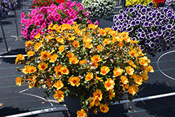 Mega Pazzaz Mango Twist Portulaca (Portulaca oleracea 'Mega Pazzaz Mango Twist') at Lakeshore Garden Centres