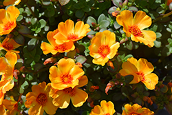 Mega Pazzaz Mango Twist Portulaca (Portulaca oleracea 'Mega Pazzaz Mango Twist') at Lakeshore Garden Centres