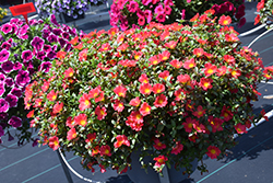 Pazzaz Red Flare Portulaca (Portulaca oleracea 'Pazzaz Red Flare') at Lakeshore Garden Centres
