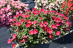 Pazzaz Nano Fuchsia Portulaca (Portulaca oleracea 'Pazzaz Nano Fuchsia') at Lakeshore Garden Centres