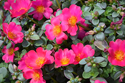 Pazzaz Nano Fuchsia Portulaca (Portulaca oleracea 'Pazzaz Nano Fuchsia') at Lakeshore Garden Centres