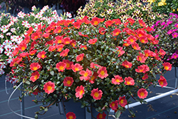 Mega Pazzaz Red Portulaca (Portulaca oleracea 'Mega Pazzaz Red') at Lakeshore Garden Centres