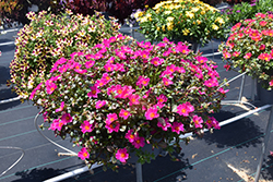 Mega Pazzaz Purple Portulaca (Portulaca oleracea 'Mega Pazzaz Purple') at Lakeshore Garden Centres