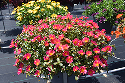 Mega Pazzaz Pink Twist Portulaca (Portulaca oleracea 'Mega Pazzaz Pink Twist') at Lakeshore Garden Centres