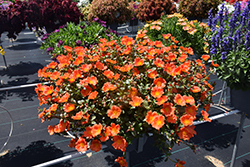 Mega Pazzaz Orange Portulaca (Portulaca oleracea 'Mega Pazzaz Orange') at Lakeshore Garden Centres