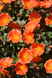 Mega Pazzaz Orange Portulaca (Portulaca oleracea 'Mega Pazzaz Orange') at Lakeshore Garden Centres