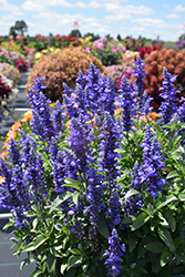 Sallyfun Blue Lagoon Salvia (Salvia farinacea 'Sallyfun Blue Lagoon') at Lakeshore Garden Centres