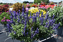 Sallyfun Deep Ocean Salvia (Salvia farinacea 'Sallyfun Deep Ocean') at Lakeshore Garden Centres