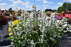 Sallyfun Pure White Salvia (Salvia farinacea 'Sallyfun Pure White') at Lakeshore Garden Centres
