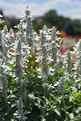 Sallyfun Pure White Salvia (Salvia farinacea 'Sallyfun Pure White') at Lakeshore Garden Centres